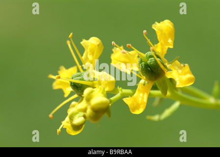 Blüten der Heilpflanze Weinraute Wein rue gemeinsame Rue Ruta graveolens Stockfoto