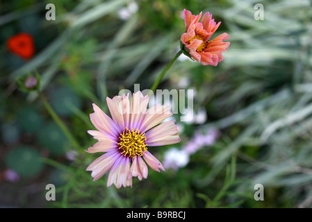 Eine ungewöhnlich Kosmos Sorte - Apricot. Stockfoto