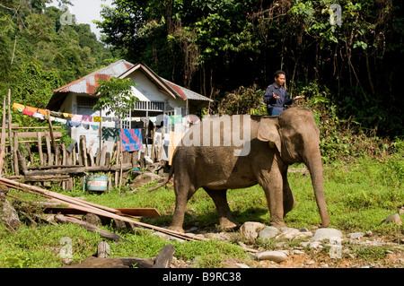 Sumatra-Elefanten mit seinem Mahut bei Tangkahan Stockfoto