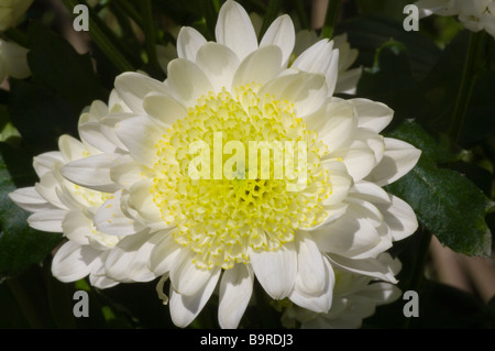 Weiß und blass gelbe Chrysantheme Chrysanthemen Stockfoto