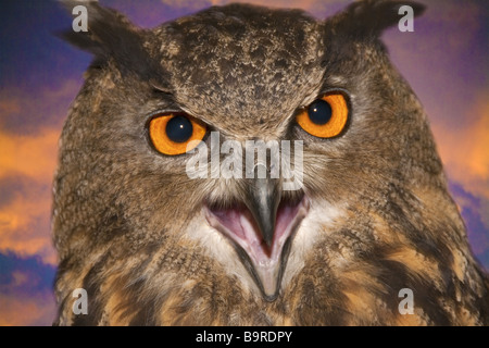 Die eurasischen Uhu (Bubo Bubo) - Nahaufnahmen von den orangefarbenen Augen mit einem intensiven Blick und in der Abenddämmerung vokalisierenden Stockfoto