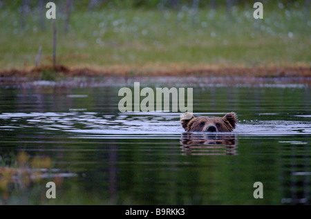 Europäischer Braunbär Ursus Arctos Schwimmen im Wald See Finnland Stockfoto