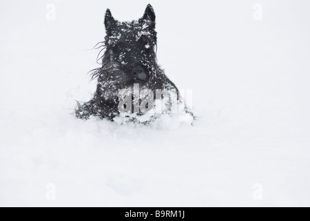 Scottish Terrier im Schnee Stockfoto