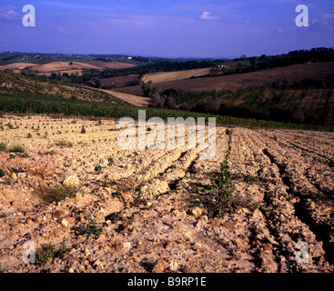 Newly planted young grape vines, in the rich Tuscan soil in the hills above Siena, Tuscany Italy Stockfoto