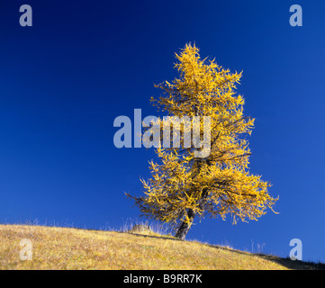 einzelne Larchtree im Herbst Stockfoto