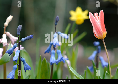 Rosa Tulpen, Hyazinthen und Narzissen Stockfoto