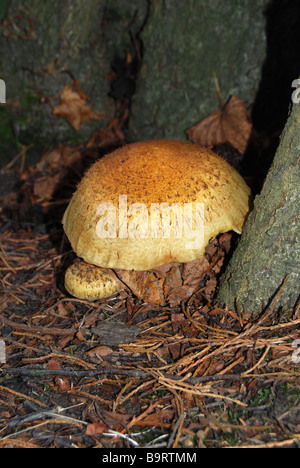 Suillus Bovinus Jersey Kuh Bolete Pilze unter Nadelbäumen in England Stockfoto