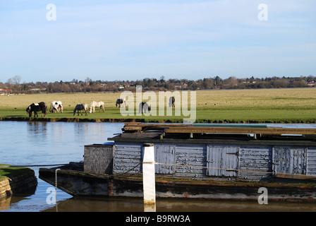 Themse bei Port Wiese Godstow Lock Oxford England mit grasenden Pferden Stockfoto