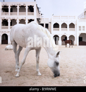 Eine reinrassige arabische Stute für berittene Polizeiaufgaben im Stall bei den Retro-Stil Souq Waqif in Doha Katar mit den Ställen hinter verwendet Stockfoto