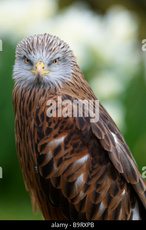 Rote Drachen Milvus Milvus vorne am Gesicht Kopf Blickkontakt International Centre für Birds Of Prey Newent Gloustershire Stockfoto