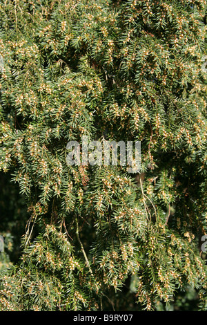 Englische Eibe, Taxus Baccata, Bachufer, Mitteleuropa Stockfoto