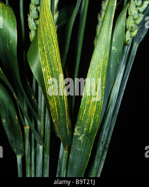 Symptome von Magnesiummangel auf Weizen flagleaves Stockfoto