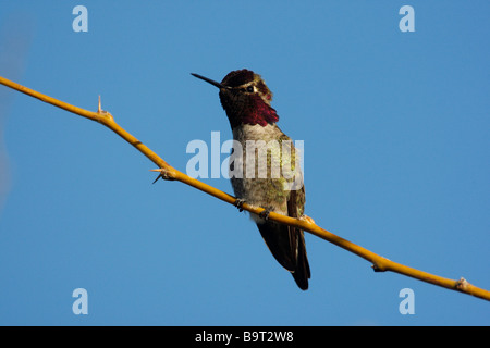 Costas Kolibris Calypte besteht Arizona USA Stockfoto