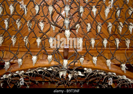 2.435 Hirsch Geweih und Mounted Köpfe schmücken den Festsaal des Mar Lodge Cairngorms Nationalpark Braemar-Aberdeenshire-Schottland Stockfoto