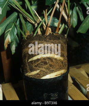 Topf gebunden Calathea Lubbersii Pflanze aus seinem Topf zu eng Wurzelsystem zeigen entfernt Stockfoto