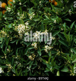 Orangenblüten und junge Früchte auf dem Baum Sorte Navelina bilden Stockfoto