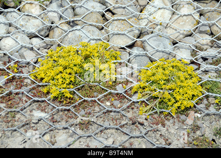 Die gelben Blüten der beißen Mauerpfeffer (Sedum Acre) Stockfoto