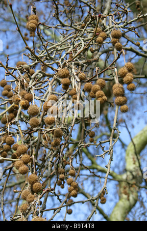 Oriental Flugzeug Platanus Orientalis Platanaceae Stockfoto