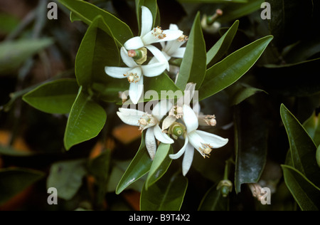 Orangenblüten und junge Früchte auf dem Baum Sorte Navelina bilden Stockfoto