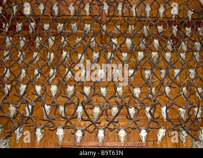 2.435 Hirsch Geweih und Mounted Köpfe schmücken den Festsaal des Mar Lodge Cairngorms Nationalpark Braemar Aberdeenshire SCO 2205 Stockfoto