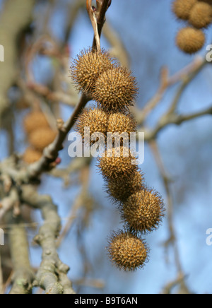 Oriental Flugzeug Platanus Orientalis Platanaceae Stockfoto