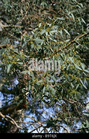 Leaved Gum Kleinbaum, Eukalyptus Parvifolia, Myrtaceae, South Australia Stockfoto