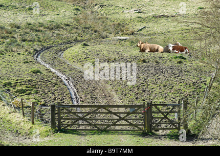 Tor, schlammigen Strecke und Kühe in einem Feld Stockfoto