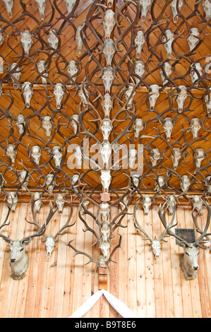 2.435 Hirsch Geweih und Mounted Köpfe schmücken den Festsaal des Mar Lodge Cairngorms Nationalpark Braemar Aberdeenshire SCO 2214 Stockfoto