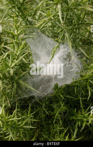 Grünland funnel Weaver Spider Agelena Labyrinthica Agelenidae seidenen Labyrinth gebaut vom Weibchen Eizellen UK enthalten Stockfoto