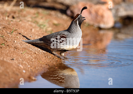 Gambels Wachteln Art Gambelii männlichen Arizona USA winter Stockfoto