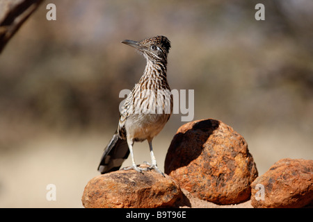 Größere Roadrunner Geococcyx Californianus Arizona USA winter Stockfoto