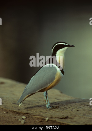 ÄGYPTISCHE REGENPFEIFER (Pluvianus Aegyptius) Basse Santa Su. Gambia. West-Afrika. Stockfoto