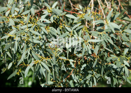 Leaved Gum Kleinbaum, Eukalyptus Parvifolia, Myrtaceae, South Australia Stockfoto