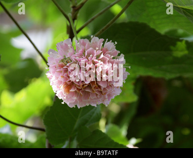 Rosa Schneeball, Dombeya Cayeuxii, Malvaceae Unterfamilie Dombeyoideae, zuvor klassifizierten in Sterculiaceae, Afrika Stockfoto