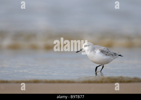 Sanderling Calidris Alba Erwachsener im Winterkleid Fütterung auf Wasserlinie Norfolk England November Stockfoto
