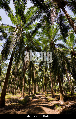 Reihen von afrikanischen Palmen (Elaeis Guineensis) bei einer Palmöl-Plantage-Farm in Costa Rica. Stockfoto