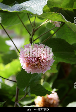 Rosa Schneeball, Dombeya Cayeuxii, Malvaceae Unterfamilie Dombeyoideae, zuvor klassifizierten in Sterculiaceae, Afrika Stockfoto