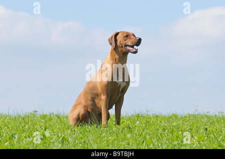 Ein Jahr alt Rhodesian Ridgeback Hund sitzt auf einer Wiese Stockfoto