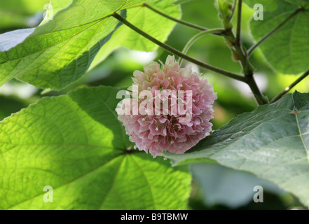 Rosa Schneeball, Dombeya Cayeuxii, Malvaceae Unterfamilie Dombeyoideae, zuvor klassifizierten in Sterculiaceae, Afrika Stockfoto