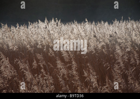 Schilf im Wind Stockfoto