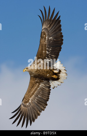 White-tailed Eage Haliaeetus Horste Flug Japan winter Stockfoto