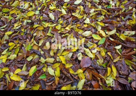 Herbst Blätter der Hainbuche Carpinus Betulus und Buche Fagus Sylvatica Norfolk England Stockfoto