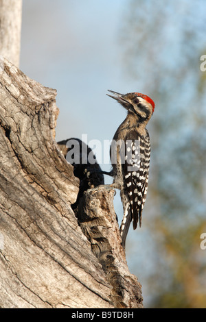 Leiter unterstützt Specht Picoides Scalaris Arizona USA winter Stockfoto