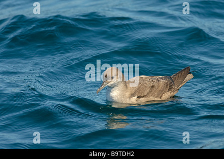 Balearen-Sturmtaucher Puffinus Mauretanicus Herbst Erwachsenen auf Meeresoberfläche vor Pembrokeshire Küste Wales August Stockfoto