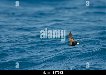 Wilsons Sturmvogel Oceanites Oceanicus Herbst Erwachsenen auf der Flucht vor Pembrokeshire Küste Wales August Stockfoto