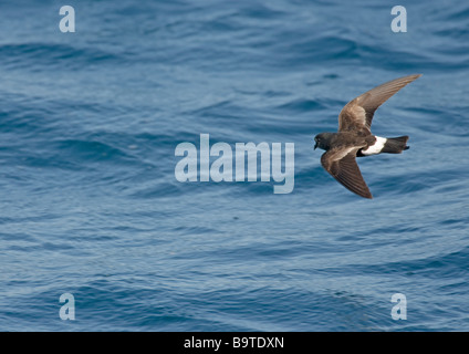 Wilsons Sturmvogel Oceanites Oceanicus Herbst Erwachsenen auf der Flucht vor Pembrokeshire Küste Wales August Stockfoto