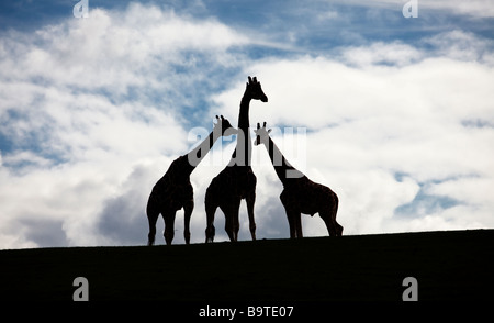 Ein Trio von Giraffen Silhouette gegen den Himmel an der West Midland Safaripark England UK Stockfoto