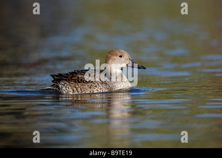 Nördlichen Pintail Anas Acuta weibliche Arizona USA winter Stockfoto