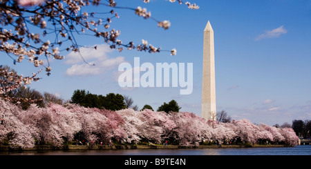 Washington Monument aus der nationalen Gezeitenbecken während der Kirschblüte - USA Stockfoto