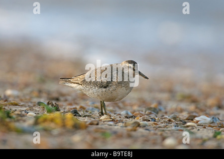 Knutt Calidris Canutus erwachsen im Winterkleid auf Vorland Norfolk England Oktober Stockfoto